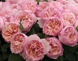 8 lucruri fascinante pe care nu le știați despre trandafiri