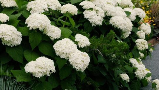 Cum putem proteja florile din grădină de căldurile extreme